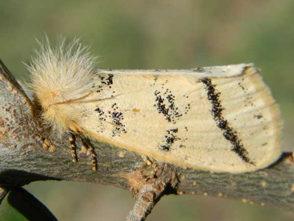 an unknown species of Arctiidae observed at Eldoret, Kenya. Photo © by Michael Plagens