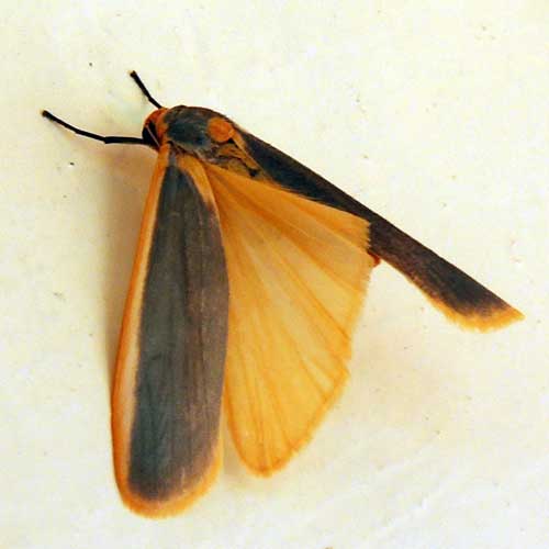 Lichen Moth, Arctiidae, Eilema sp., Kenya. Photo © by Michael Plagens