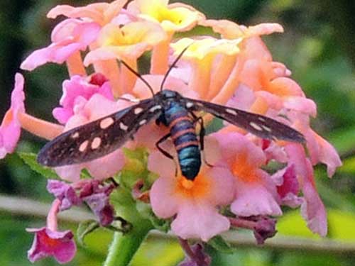 an Arctiidae, possibly Amata passalis, from Kerio Valley, Kenya, Africa. December 2014. Photo © by Michael Plagens