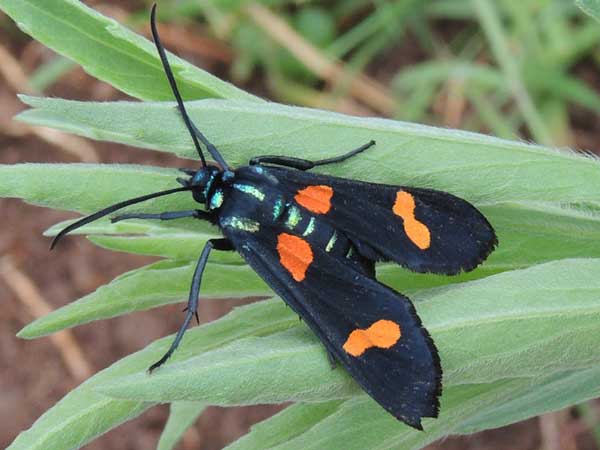 an Arctiidae, possibly a Ctenuchina, from Eldoret, Kenya, Africa. December 2015. Photo © by Michael Plagens