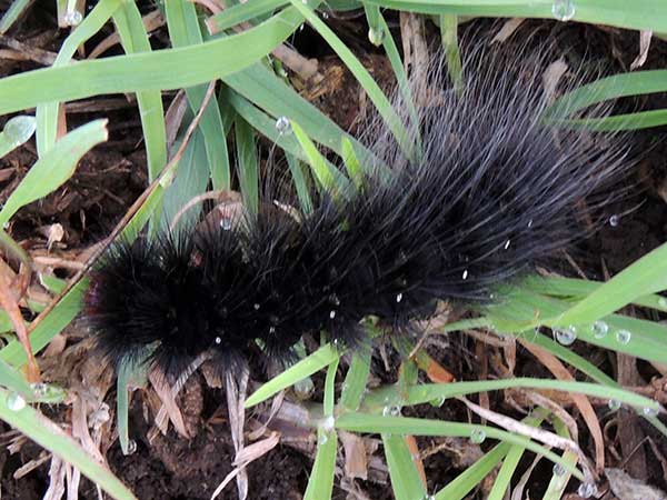 wooly bear, a moth larva of an Arctiidae from Kenya. Photo © by Michael Plagens