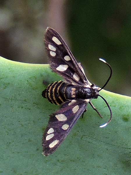an Arctiidae, possibly a Black and White-Spotted Wasp Moth, from Kenya, Africa. December 2014. Photo © by Michael Plagens