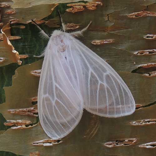 Lichen Moth, Arctiidae, Nairobi, Kenya. Photo © by Michael Plagens