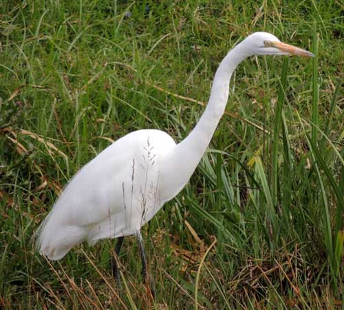 Great Egret, Ardea alba, photo © by Michael Plagens