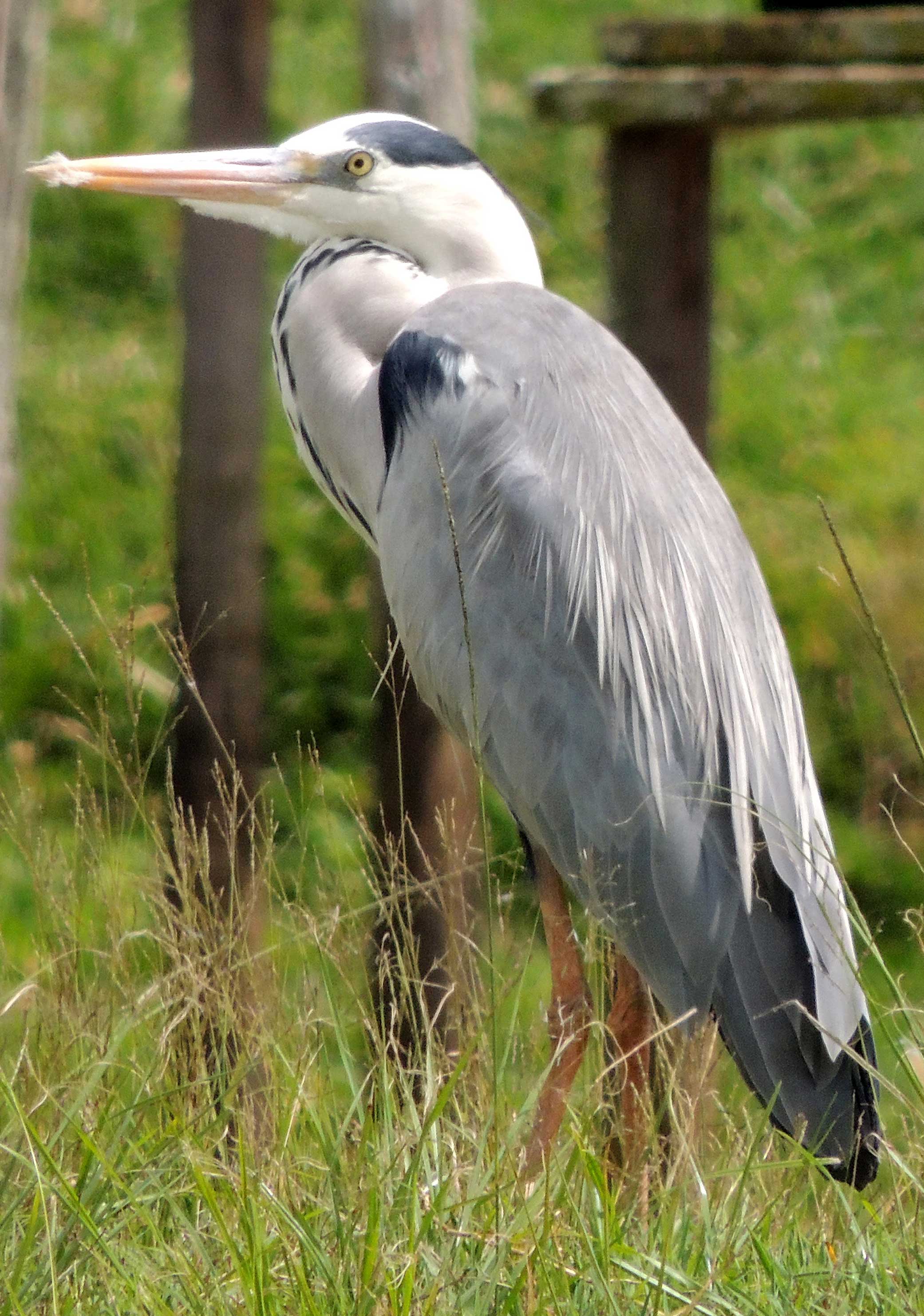 Gray Heron, Ardea cinerea, photo © by Michael Plagens