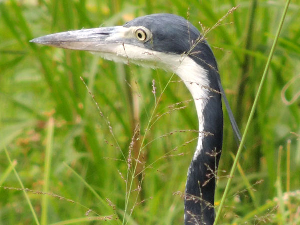 Black-headed Heron, Ardea melanocephala, photo © by Michael Plagens