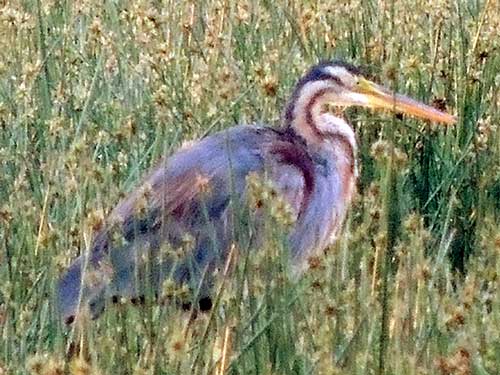 Purple Heron, Ardea purpurea, photo © by Michael Plagens