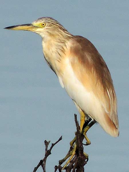 Squacco Heron, Ardeola ralloides, photo © by Michael Plagens