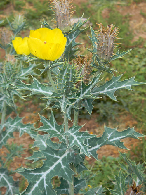 Mexican Prickly Poppy, Argemone mexicana, photo © by Michael Plagens