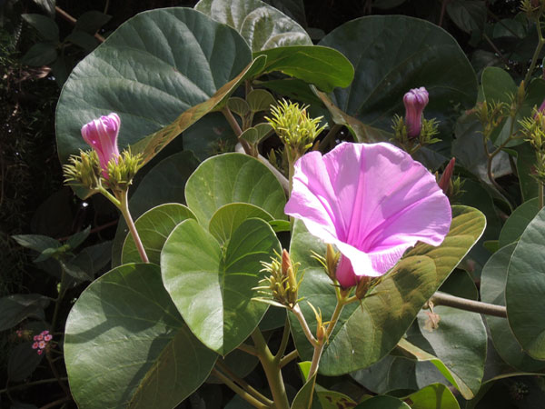 a robust, exotic morning-glory, Argyreia nervosa, from Kenya, photo © by Michael Plagens