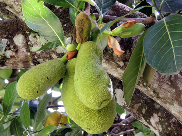 Jack Fruit, Artocarpus heterophyllus, Nairobi, Kenya, photo © by Michael Plagens