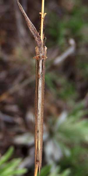 an Owlfly, Ascalaphidae, in Kenya. Photo © by Michael Plagens