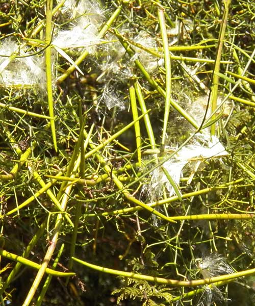 Unknown species of Asclepiadaceae from Rift Valley, Kenya, photo © by Michael Plagens