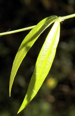 opposite leaves of unknown milkweed vine, Asclepiadaceae, photo © Michael Plagens