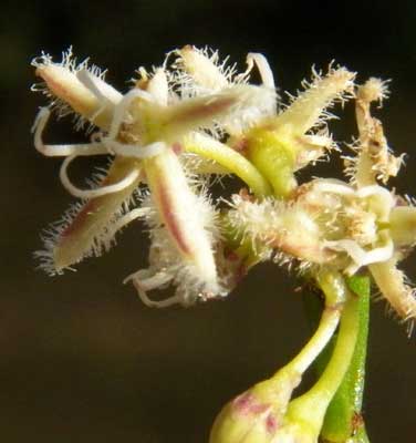 flower of unknown milkweed vine, Asclepiadaceae, photo © Michael Plagens