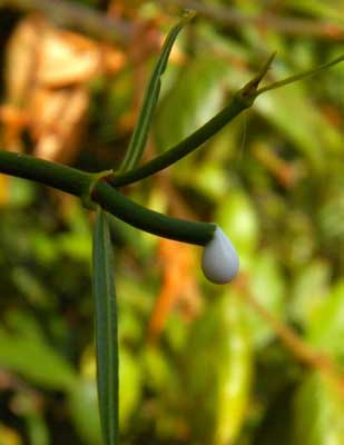 milky latex sap flows copiously from a broken stem of unknown milkweed vine, Asclepiadaceae, photo © Michael Plagens