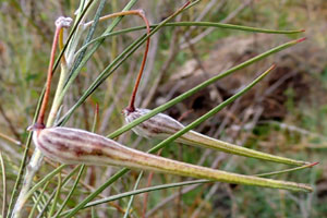 fruit of Gomphocarpus, Asclepiadaceae, photo © Michael Plagens