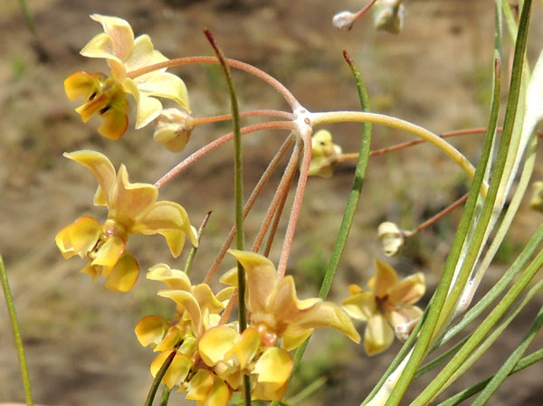 Gomphocarpus stenophyllus, a species of Asclepiadaceae, from Rift Valley, Kenya, photo © by Michael Plagens