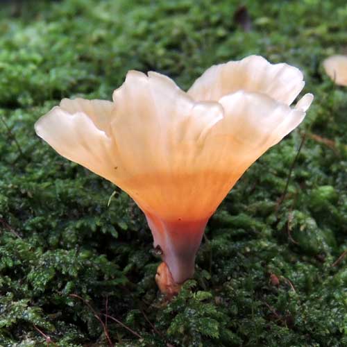 fungi on rotting log from South Nandi, Kenya. Photo © by Michael Plagens