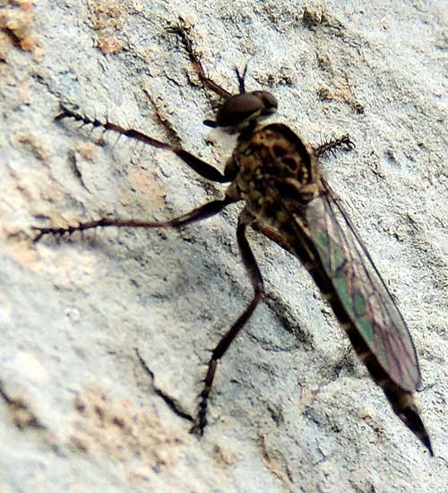 a Robber Fly, Asilidae, observed at Eldoret, Kenya. Photo © by Michael Plagens