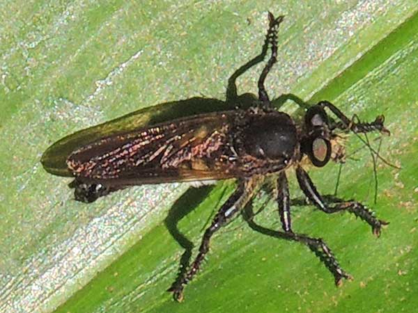 a Robber Fly, Asilidae, observed at Kakamega Forest, Kenya. Photo © by Michael Plagens