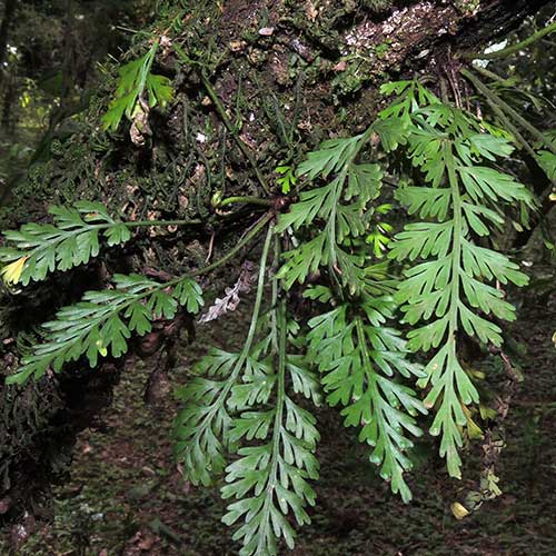 Asplenium sp. fern photo © by Michael Plagens