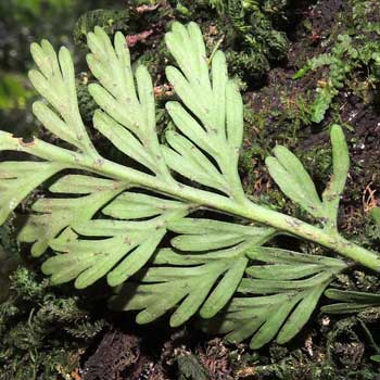 underside of frond, Asplenium sp. fern photo © by Michael Plagens