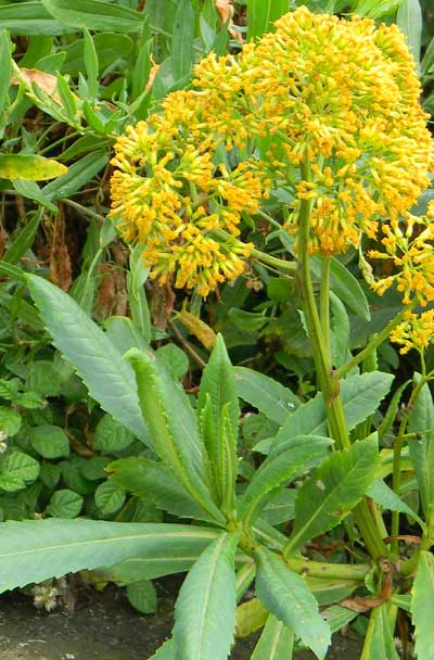 an asteraceae possibly Senecio, photo © by Michael Plagens