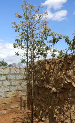 habit of arboriform asteraceae, Tarchonanthus, at Turbo, Kenya, photo © by Michael Plagens