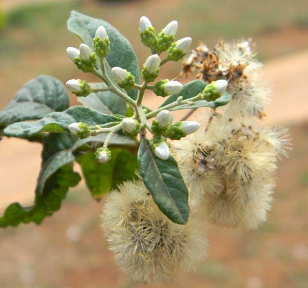 a tree-form asteraceae,  Tarchonanthus at Turbo, Kenya, photo © by Michael Plagens