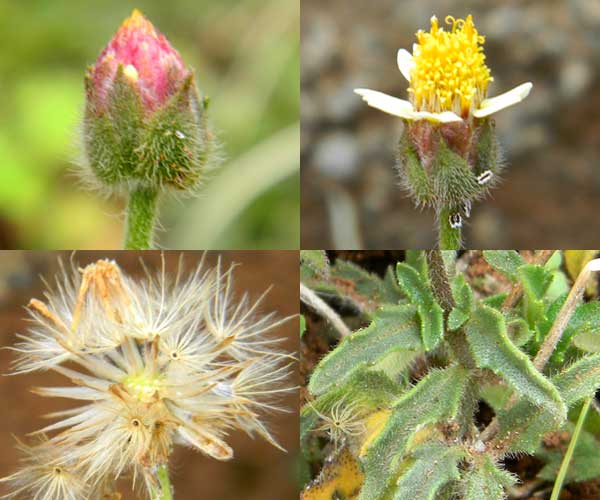 Detail of inflorescence, achenes and leaves of an unidentified asteraceae Nairobi, Kenya, photo © by Michael Plagens