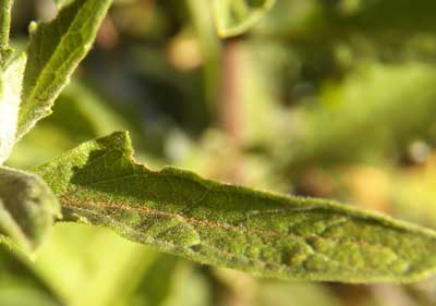 leaf and lateral budding of Composite #4, Eldoret, Kenya, photo © by Michael Plagens