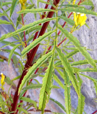 leaf of Composite #5, Eldoret, Kenya, photo © by Michael Plagens