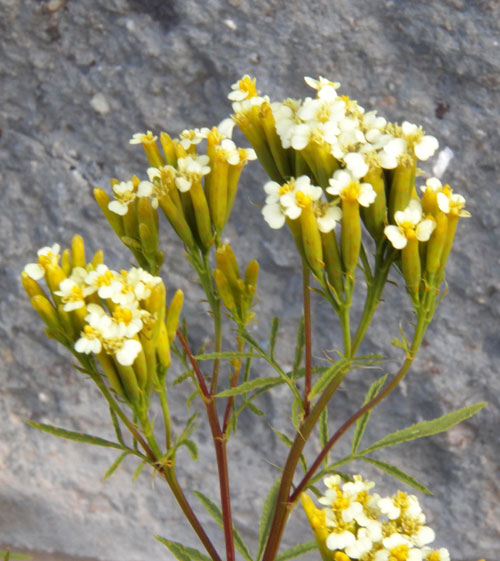 Tagetes minuta, Stinking Roger, inflorescence of herbaceous perennial asteraceae, Eldoret, Kenya, photo © by Michael Plagens