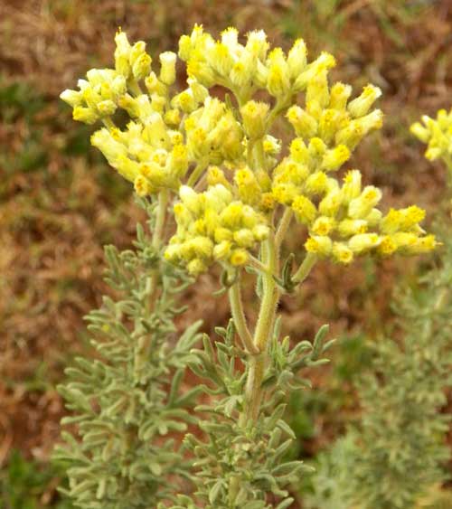 inflorescence of unknown asteraceae species, Eldoret, Kenya, photo © by Michael Plagens