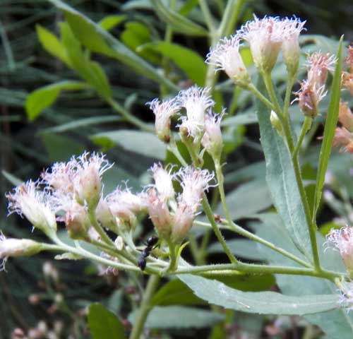 foliage and inflorescences of unknown asteraceae species, Mombasa, Kenya, photo © by Michael Plagens