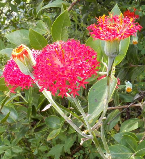 Kleinia species from Iten, with red disc florets, Kenya, photo © by Michael Plagens