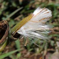 Detail of seeds and pappus to Kleinia species from Eldoret, Kenya, photo © by Michael Plagens