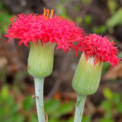 Kleinia species from Eldoret, with red disc florets, Kenya, photo © by Michael Plagens