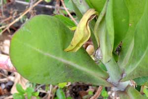 Detail of leaves to Kleinia species from Eldoret, Kenya, photo © by Michael Plagens