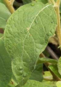 leaf detail of Vernonia, Asteraceae, Kenya, photo © by Michael Plagens