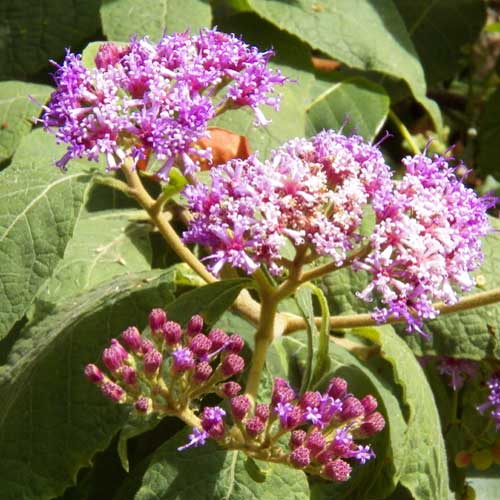 Vernonia, Asteraceae with numerous lavender disc florets, Kenya, photo © by Michael Plagens