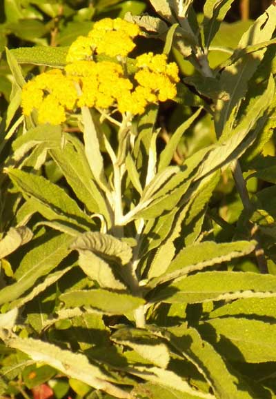 Probable Helichrysum species, asteraceae, with small golden heads in umbellate panicle, Kenya, photo © by Michael Plagens