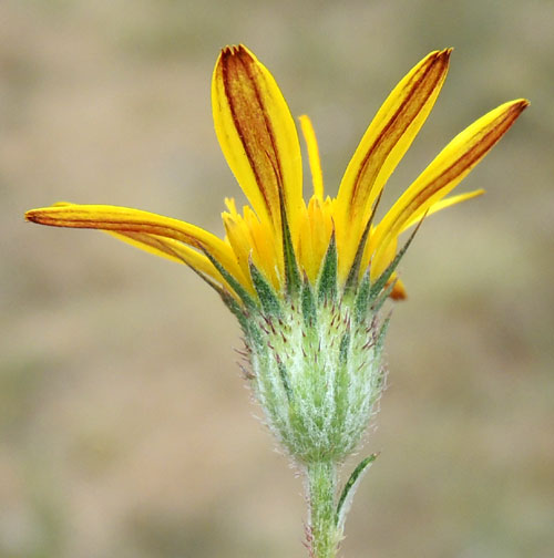 inflorescence of nearly prostrate asteraceae, Hirpicium, Eldoret, Kenya, photo © by Michael Plagens