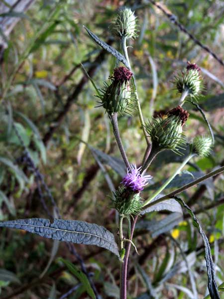 flower heads and foliage of Ironweed, Vernonia gallensis, Eldoret, Kenya, photo © by Michael Plagens