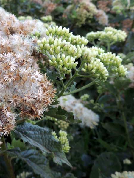 flower heads and foliage of a Vernonia species from Eldoret, Kenya, photo © by Michael Plagens