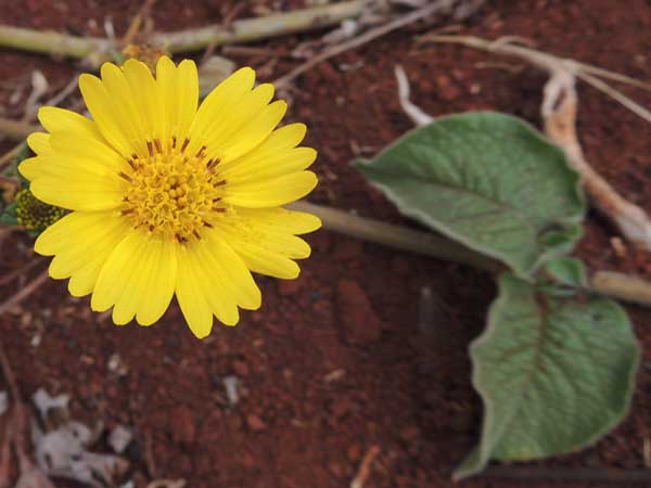 flower heads and foliage of a prostrate yellow composite from Nairobi, Kenya, photo © by Michael Plagens