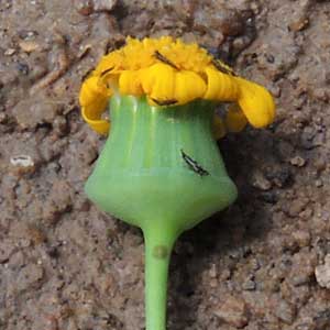 composite inflorescence from Kerio Valley, Kenya, photo © by Michael Plagens