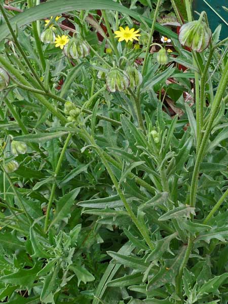 Osteospermum in Kenya, photo © by Michael Plagens