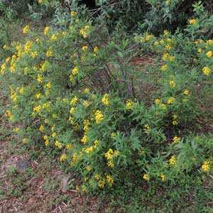 growth habit of Conyza from Kenya, photo © by Michael Plagens